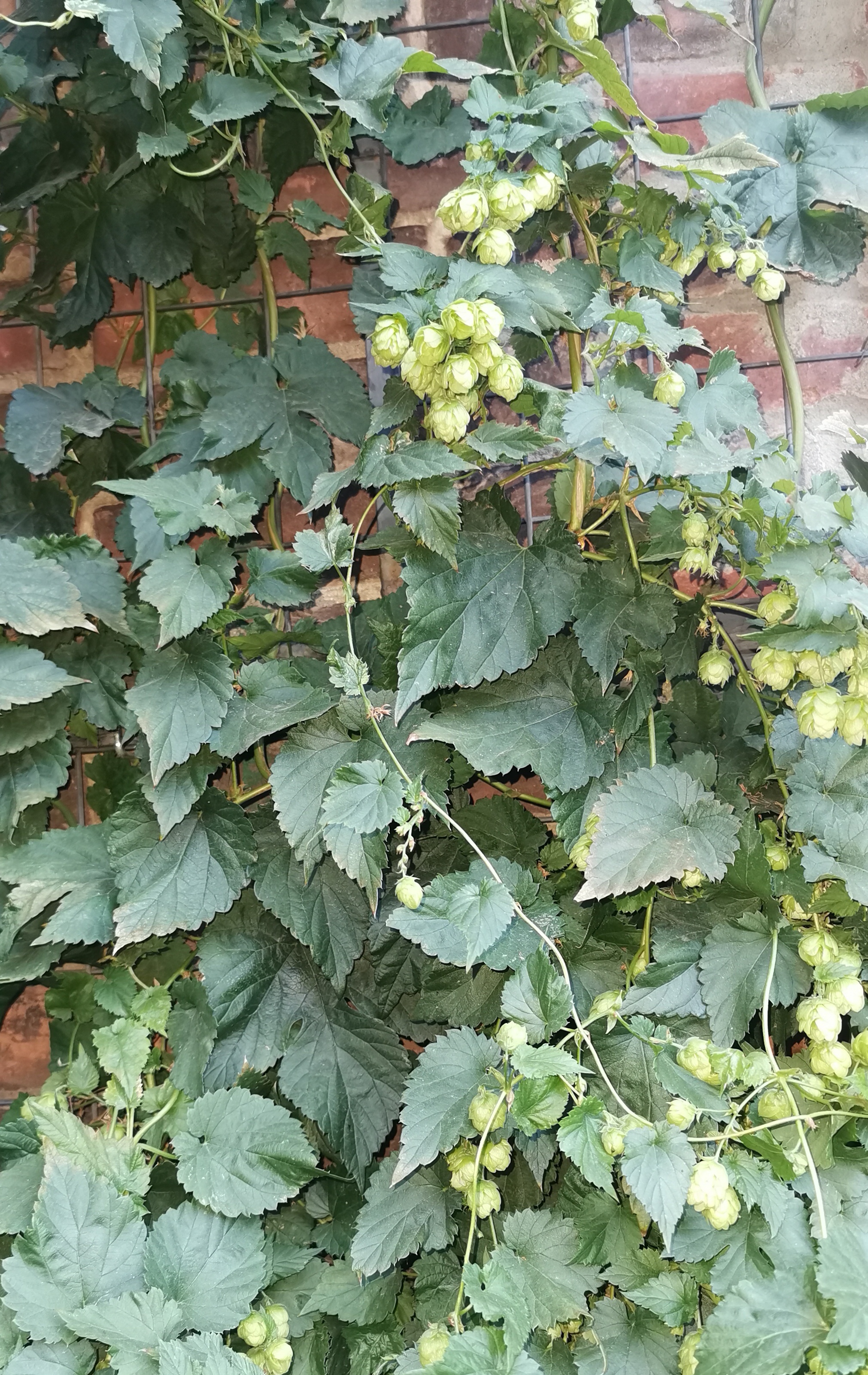 Picture of fall hops