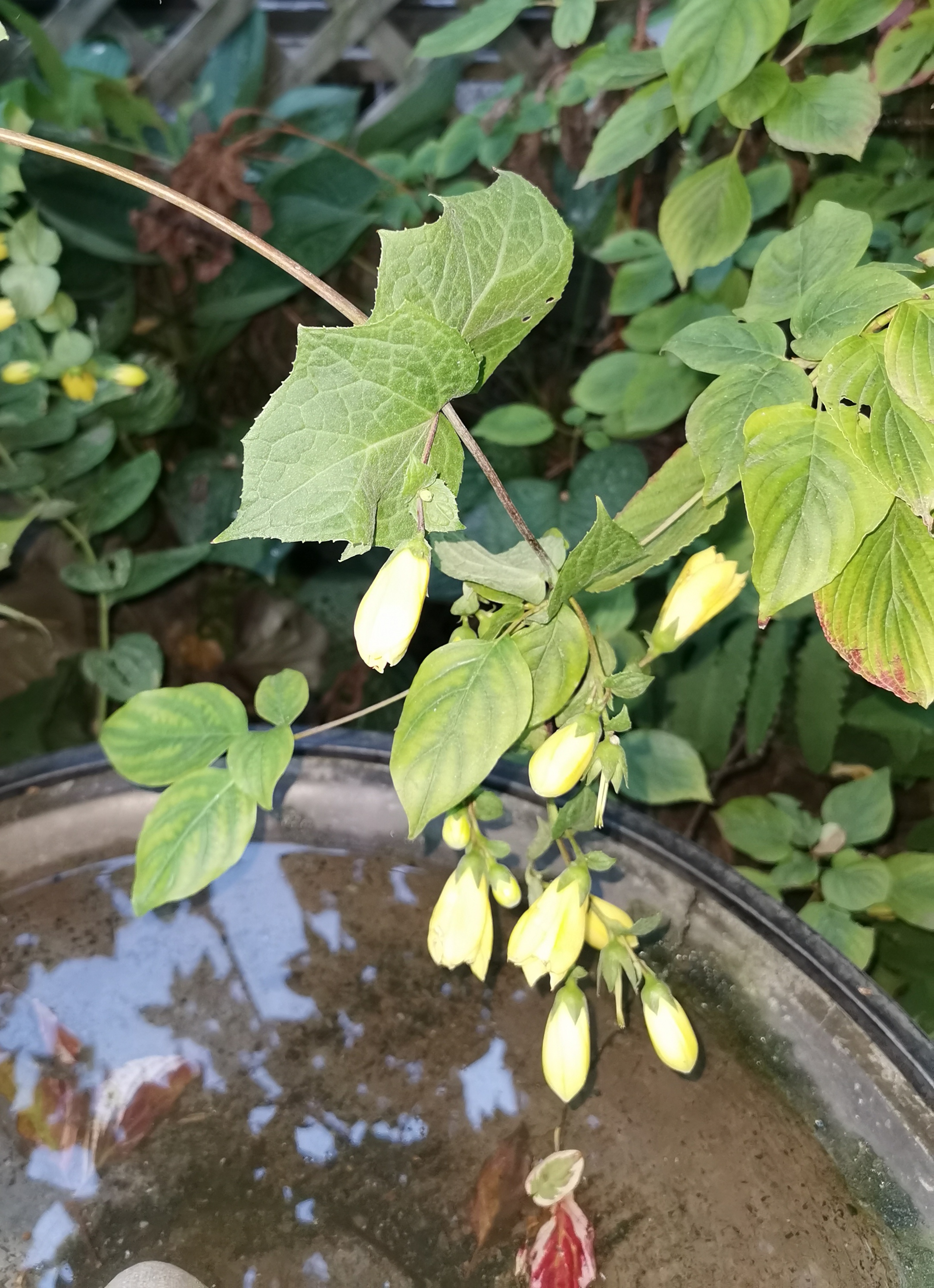 Picture of Japanese Wax Bells